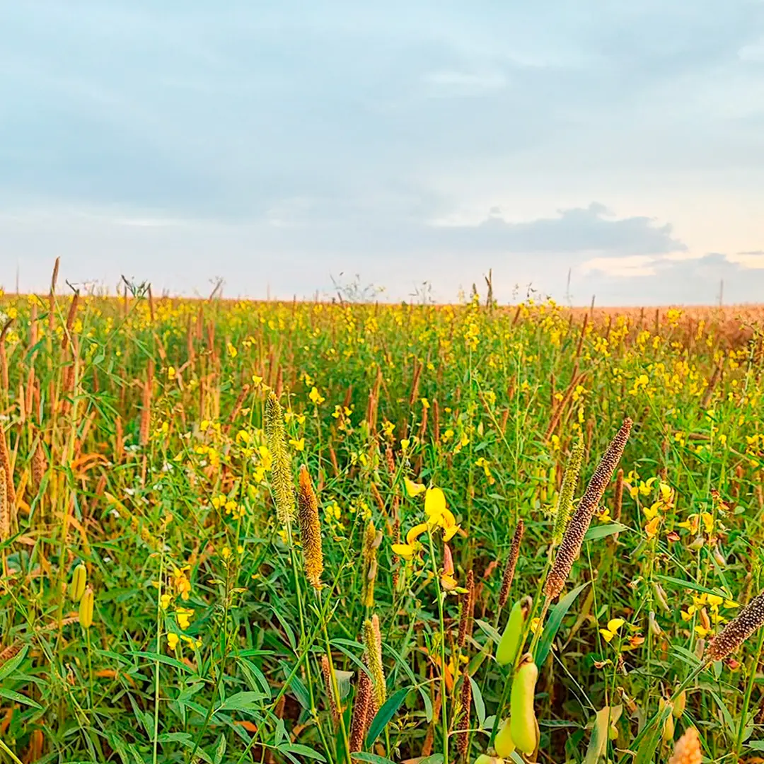 Campo de abonos verdes en flor