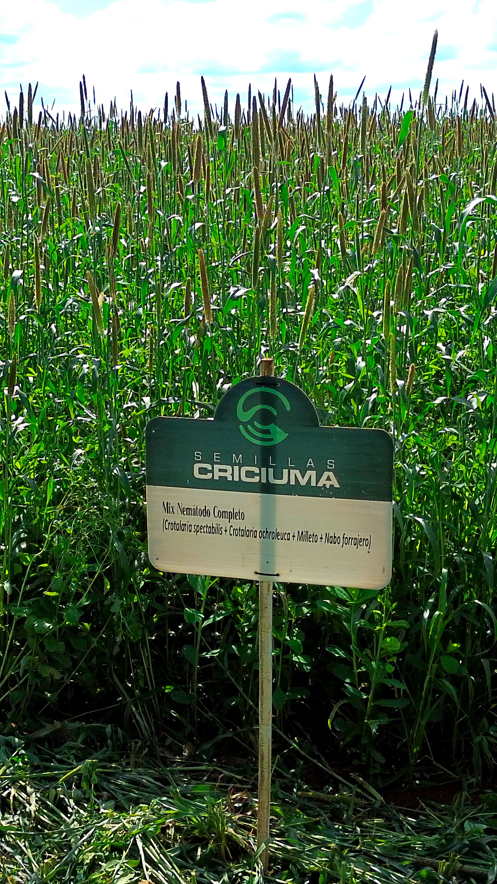 Ensayos a campo