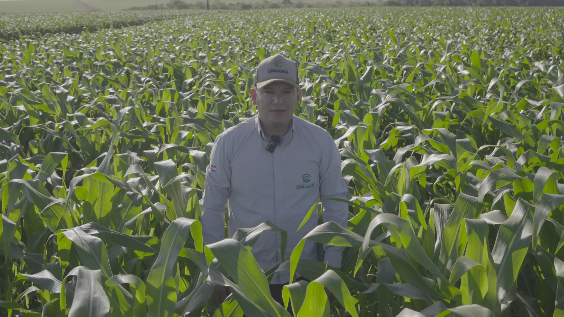 Técnico de Semillas Criciuma en un cultivo de maíz