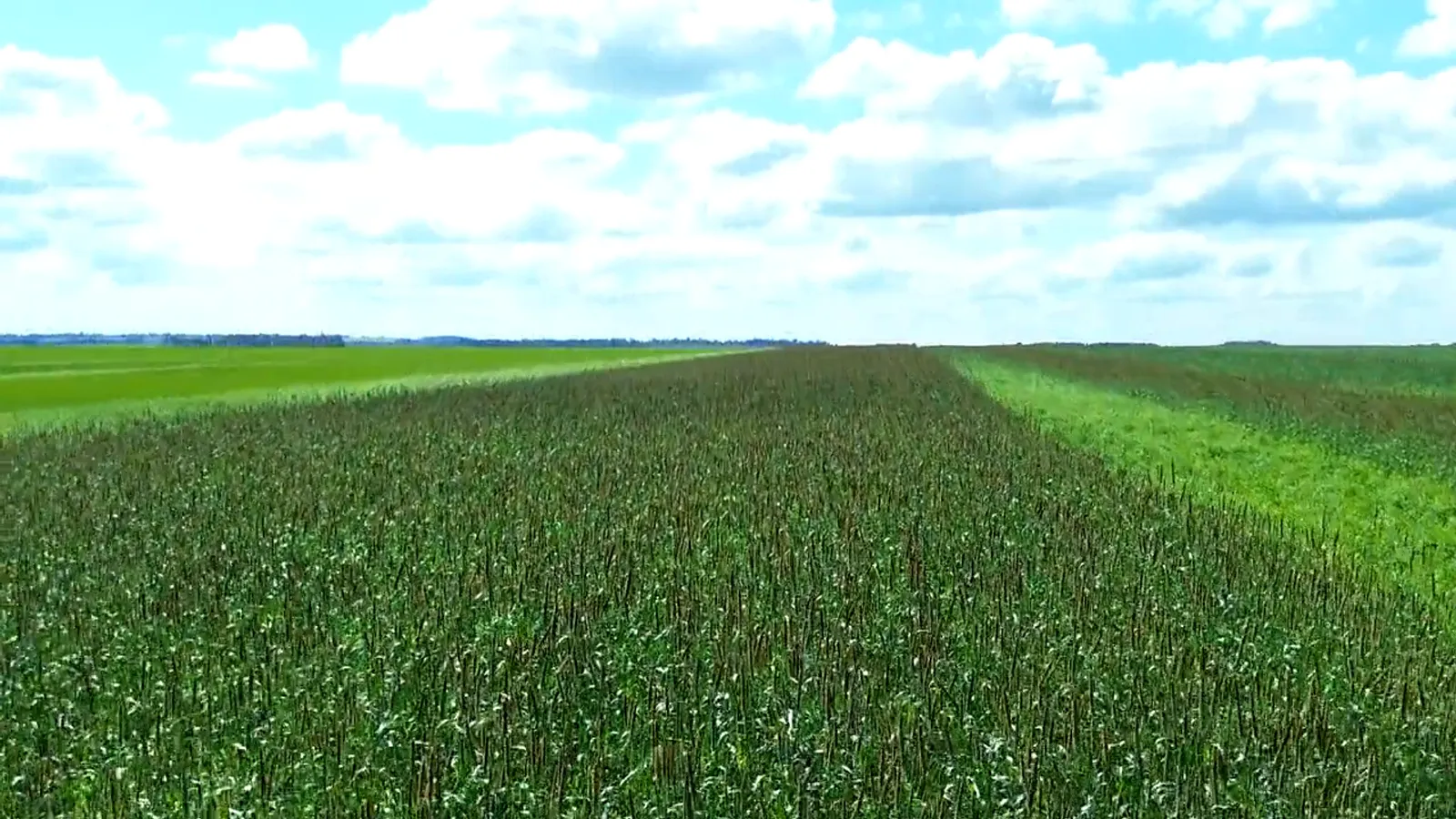 Campos de Semillas Criciuma