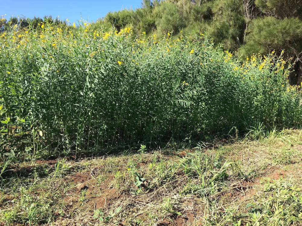 Crotalaria Ochroleuca