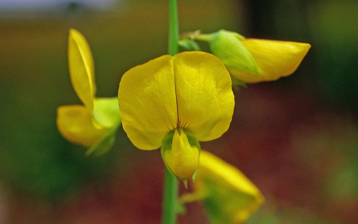 Crotalaria Spectabilis