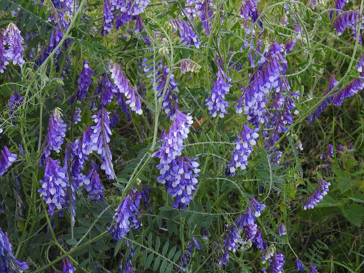 Vicia / Ervilhaca